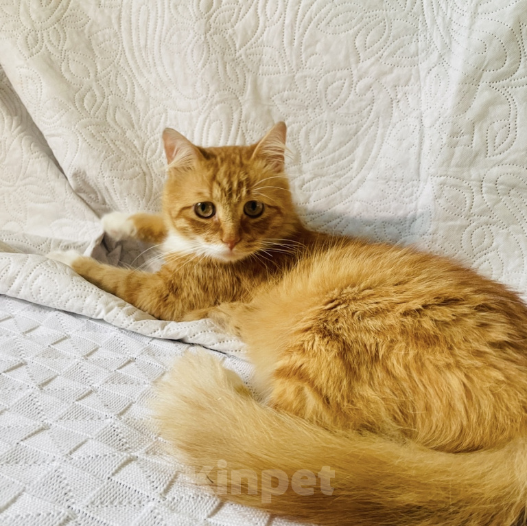 Кошки в Москве: Кот ищет дом Мальчик, Бесплатно - фото 2