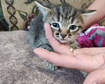 Кошки в Перми: Девочка. Котенок Девочка, Бесплатно - фото 4