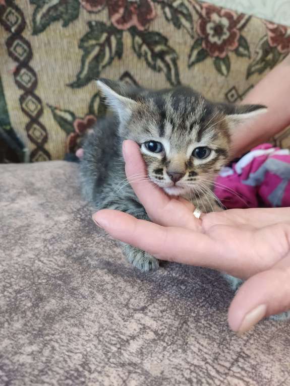 Кошки в Перми: Девочка. Котенок Девочка, Бесплатно - фото 4