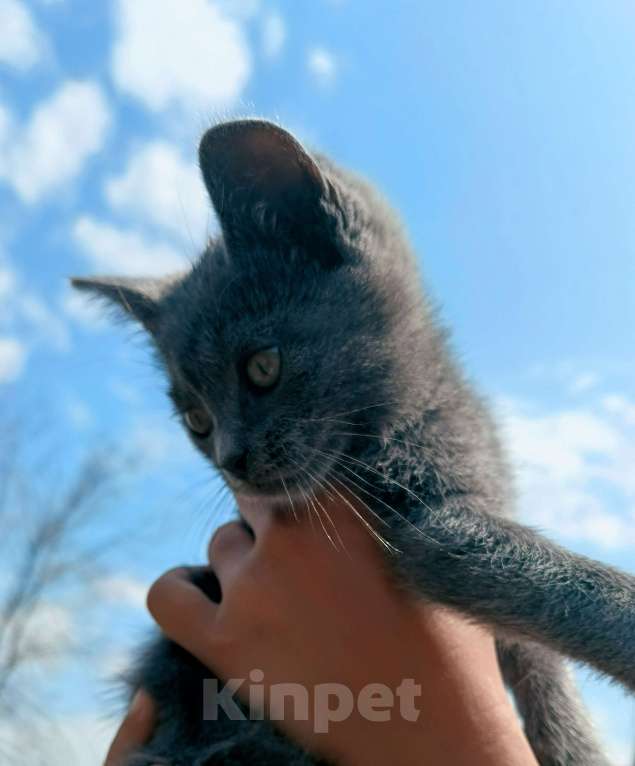 Кошки в Ростове-на-Дону: Дымка Девочка, 1 руб. - фото 2