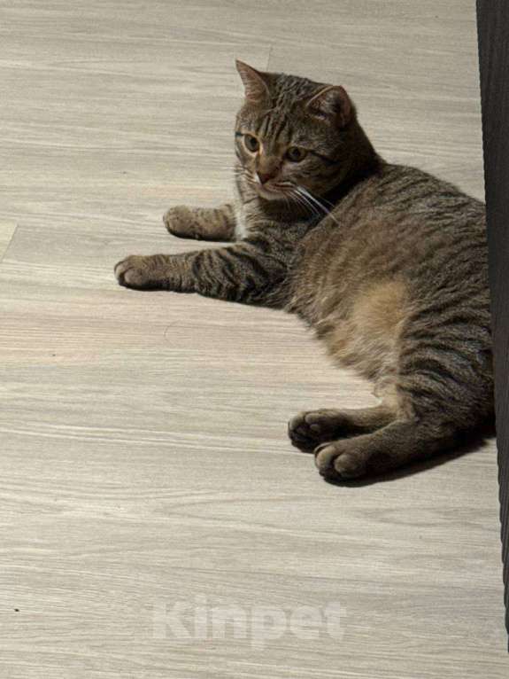 Кошки в Москве: Мудрый и ласковый котик Тимоша Мальчик, Бесплатно - фото 3