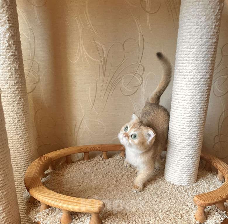 Кошки в Волгограде: Котёнок шотландский золотого окраса Девочка, 10 000 руб. - фото 4