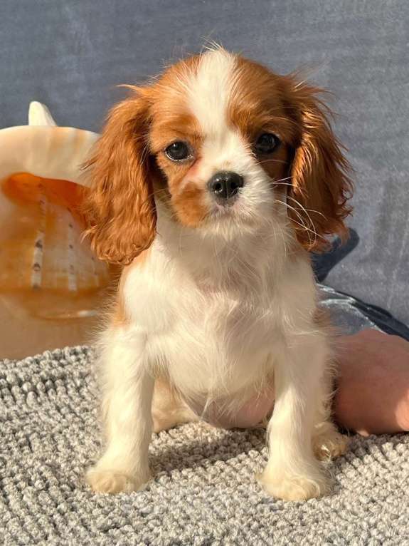 Собаки в Санкт-Петербурге: БЕСТ ИЛРЕАН ИНДАРА Девочка, 190 000 руб. - фото 4