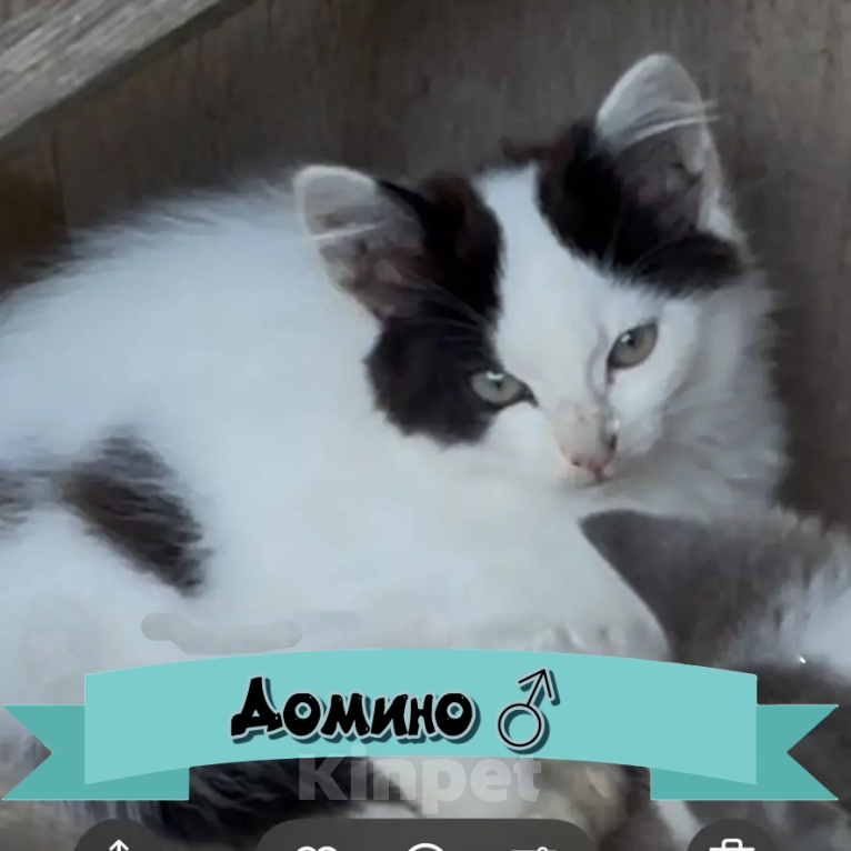 Кошки в Калуге: Котенок-джентльмен Домино Мальчик, Бесплатно - фото 1