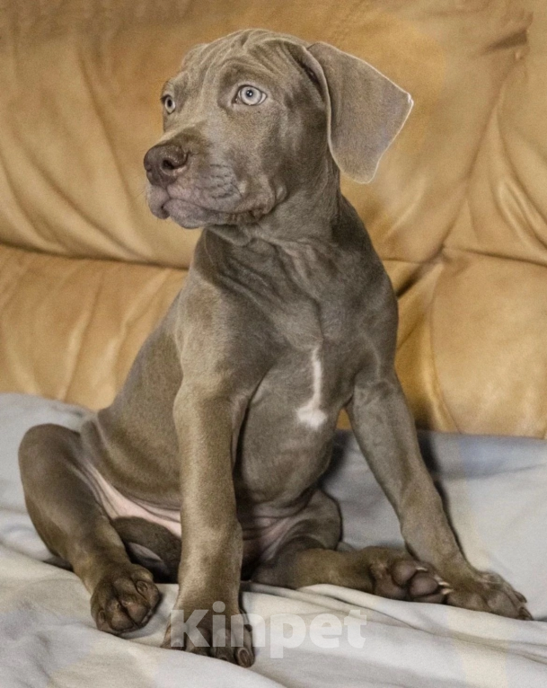 Собаки в других городах Калужской области: Суки прайтер Девочка, 110 000 руб. - фото 3