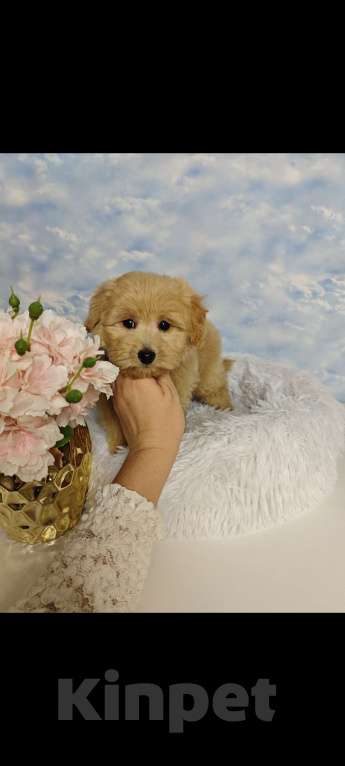 Собаки в Москве: Мальтипу девочка mini Девочка, 120 000 руб. - фото 4