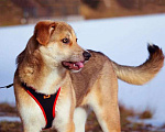 Собаки в Москве: Идеальный компаньон для всей семьи, молодая собака Лесса в добрые руки Девочка, Бесплатно - фото 4