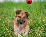 Собаки в Москве: Бордер-колли Бильбо в дар Мальчик, Бесплатно - фото 2