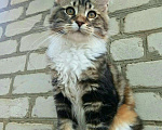 Кошки в Москве: Котята Мейн кун с документами., 20 000 руб. - фото 5