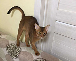 Кошки в Верее: Абиссинский кот. Вязка., 3 000 руб. - фото 3