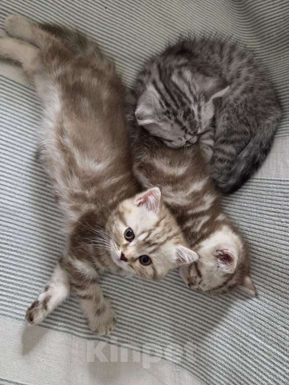 Кошки в Москве: Британские короткошёрстные котята Девочка, 47 000 руб. - фото 6
