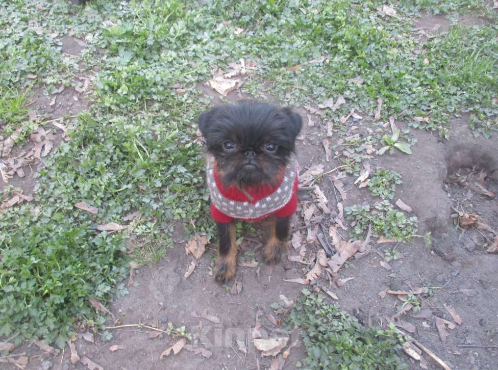 Собаки в Пскове: Девочка бельгийский гриффон Девочка, 55 000 руб. - фото 4