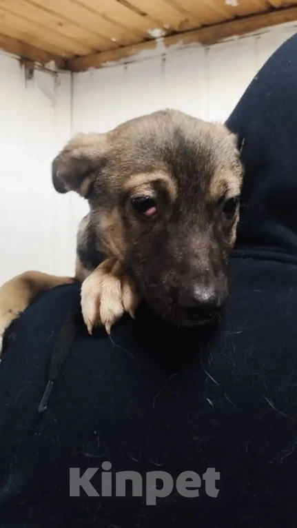 Собаки в Москве: Тоша ищет семью Мальчик, Бесплатно - фото 5