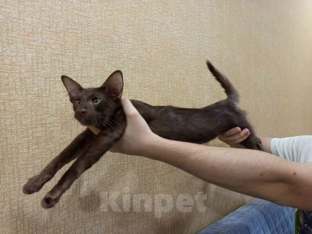 Кошки в Екатеринбурге: Ориентальные длинношерстные парни Мальчик, 50 000 руб. - фото 2