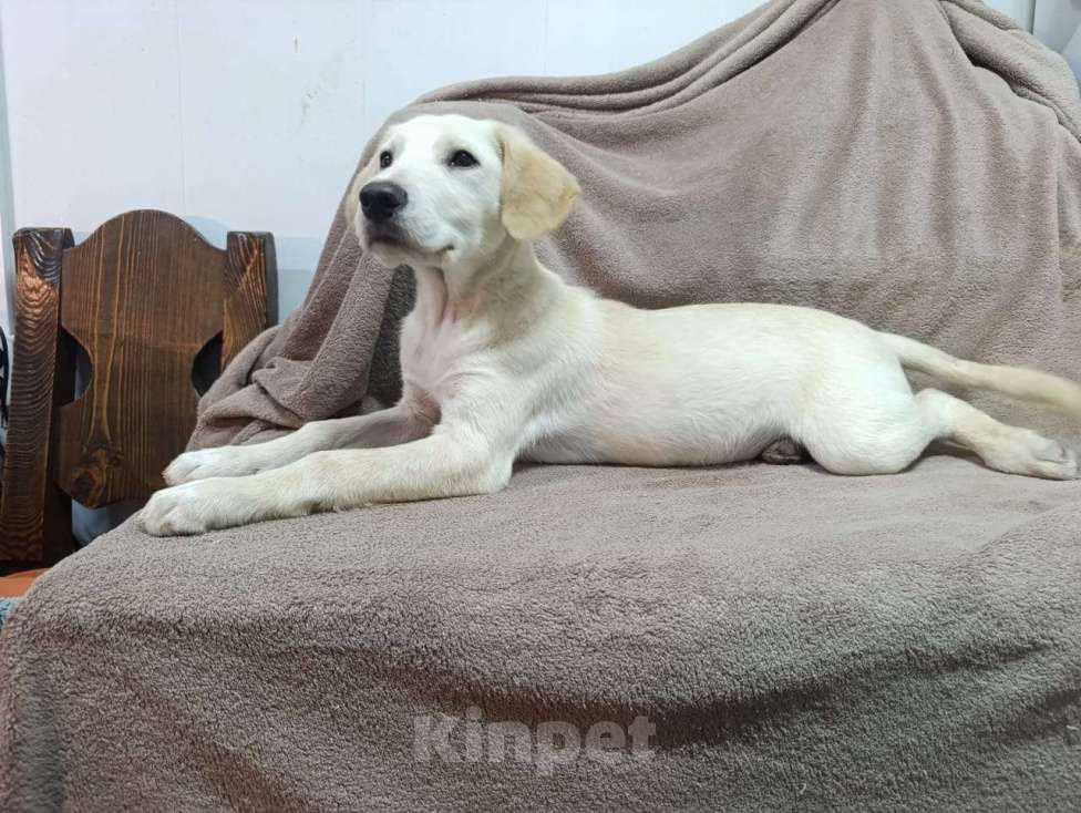 Собаки в Москве: Милейшая девочка хочет домой Девочка, Бесплатно - фото 4