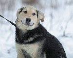 Собаки в Москве: Васко. Неженка из приюта Мальчик, 1 руб. - фото 5