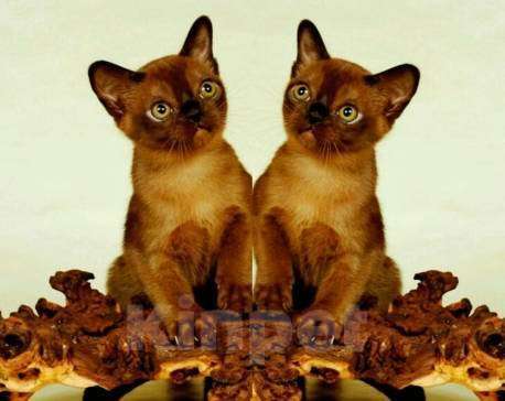 Кошки в Москве: КОТЯТА АМЕРИКАНСКОЙ ТРАДИЦИОННОЙ БУРМЫ Девочка, Бесплатно - фото 2