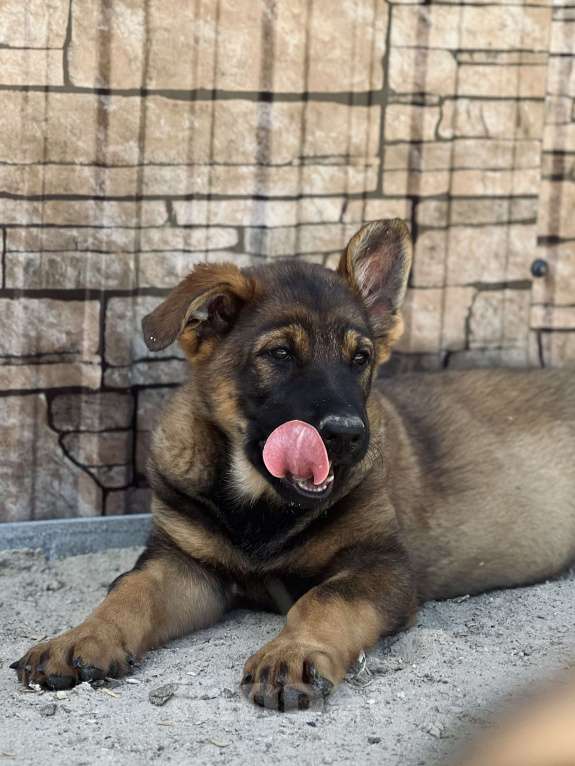 Собаки в Бронницах: Щенки немецкой овчарки Девочка, 40 000 руб. - фото 8