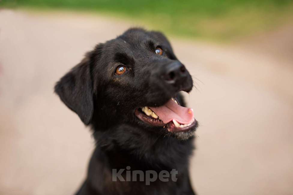 Собаки в Москве: Найт Мальчик, Бесплатно - фото 12