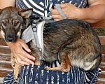 Собаки в Москве: Маленькая собачка в дар Девочка, Бесплатно - фото 5