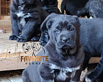 Собаки в Воронеже: Щенки Среднеазиатской Овчарки Мальчик, 60 000 руб. - фото 1