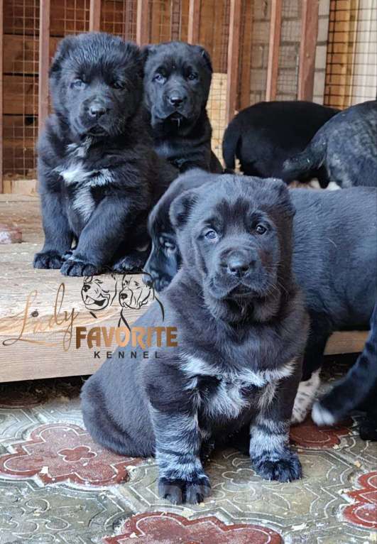 Собаки в Воронеже: Щенки Среднеазиатской Овчарки Мальчик, 60 000 руб. - фото 1