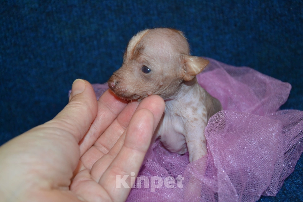Собаки в Москве: Щенок девочка ксоло мини Девочка, 45 000 руб. - фото 3