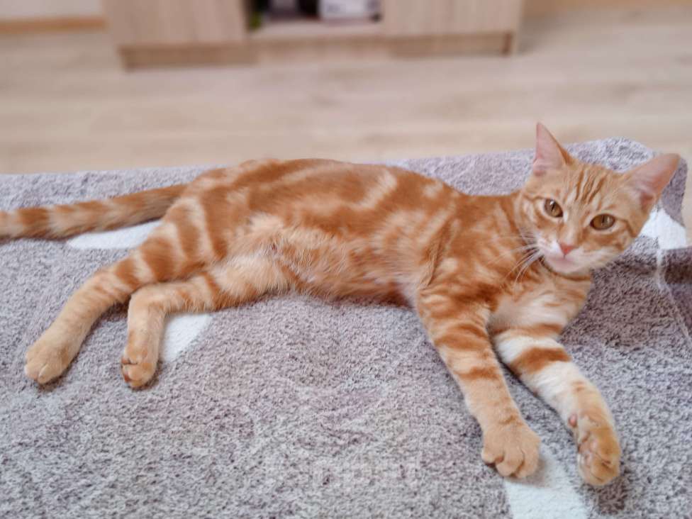 Кошки в Москве: ОТДАМ В ДОБРЫЕ   РУКИ Мальчик, Бесплатно - фото 3