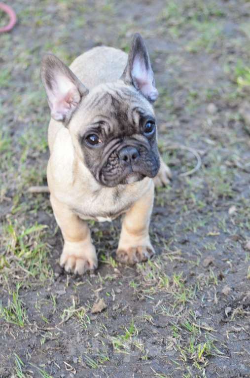 Собаки в Старом Купавне: Дружочек Мальчик, 40 000 руб. - фото 5