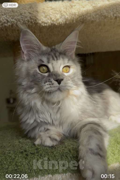 Кошки в Санкт-Петербурге: КЕОНА  Девочка, 50 000 руб. - фото 10