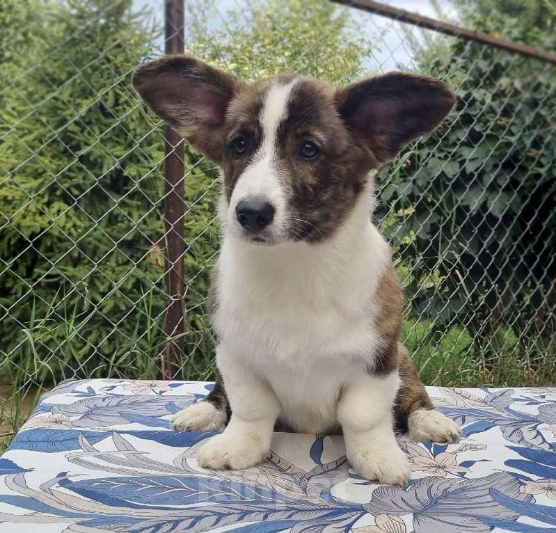Собаки в Санкт-Петербурге: Великолепный щенок вельш-корги кардиган Девочка, Бесплатно - фото 5