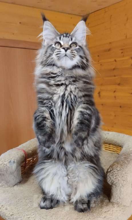 Кошки в Екатеринбурге: Кошечка мейн-кун Девочка, 40 000 руб. - фото 2