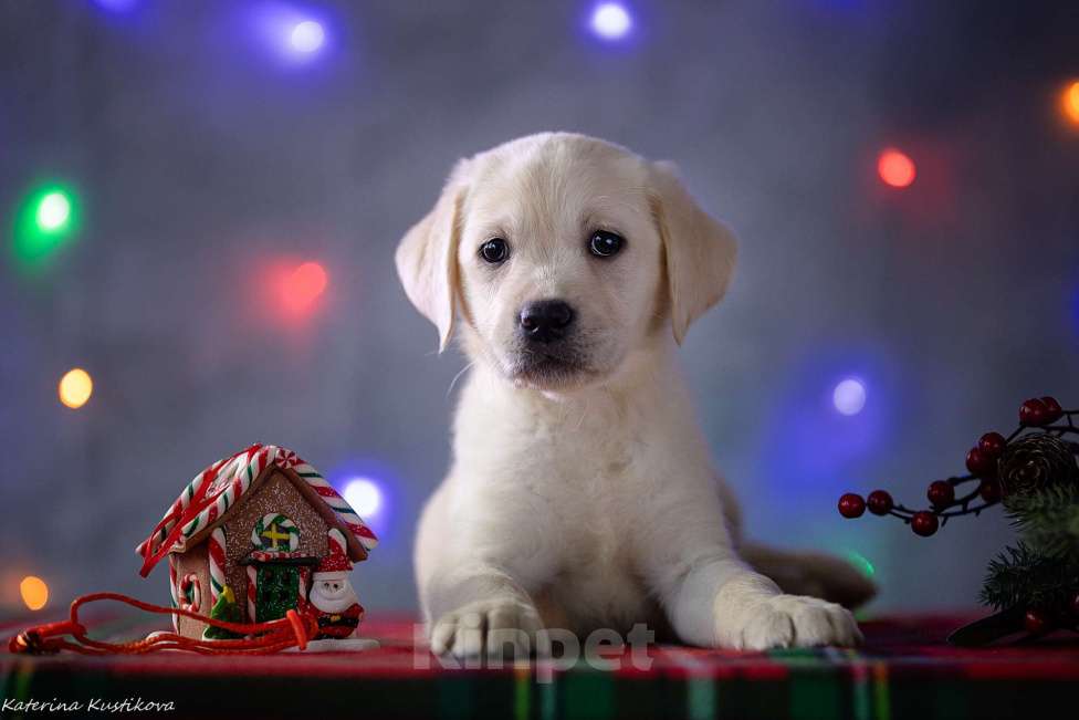 Собаки в Москве: Щенок лабрадора  Девочка, 80 000 руб. - фото 4