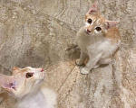 Кошки в Брянске: Котята  Мальчик, Бесплатно - фото 3