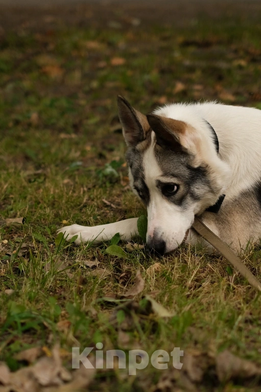 Собаки в Санкт-Петербурге: Рея из приюта в добрые руки Девочка, Бесплатно - фото 9