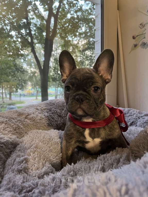 Собаки в Москве: Щенок французского бульдога  Девочка, 40 000 руб. - фото 3