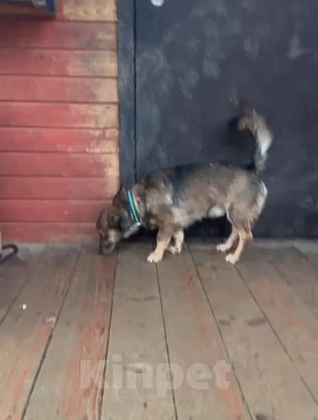 Собаки в Санкт-Петербурге: Маленький собачонок, совсем крошка на коротких лапках Мальчик, Бесплатно - фото 1