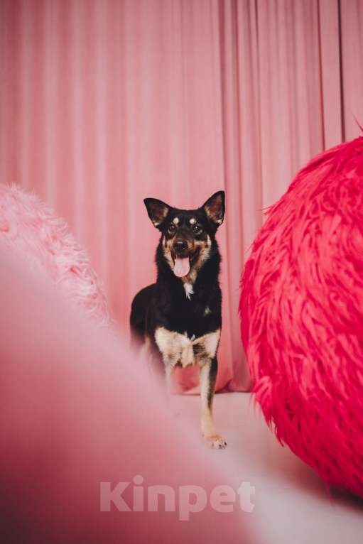 Собаки в Москве: Невероятная Нуара ищет дом Девочка, Бесплатно - фото 1