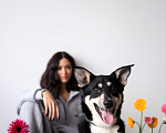Собаки в Москве: Подросток Микка ждет свою семью Девочка, Бесплатно - фото 6
