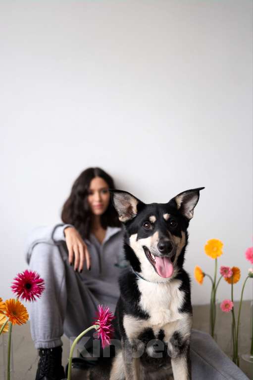 Собаки в Москве: Подросток Микка ждет свою семью Девочка, Бесплатно - фото 6