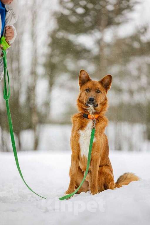 Собаки в Москве: Рыжий лис Расти в добрые руки Мальчик, Бесплатно - фото 7