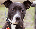 Собаки в Москве: Бывшедомашняя собака в приюте, ищет дом Девочка, Бесплатно - фото 6