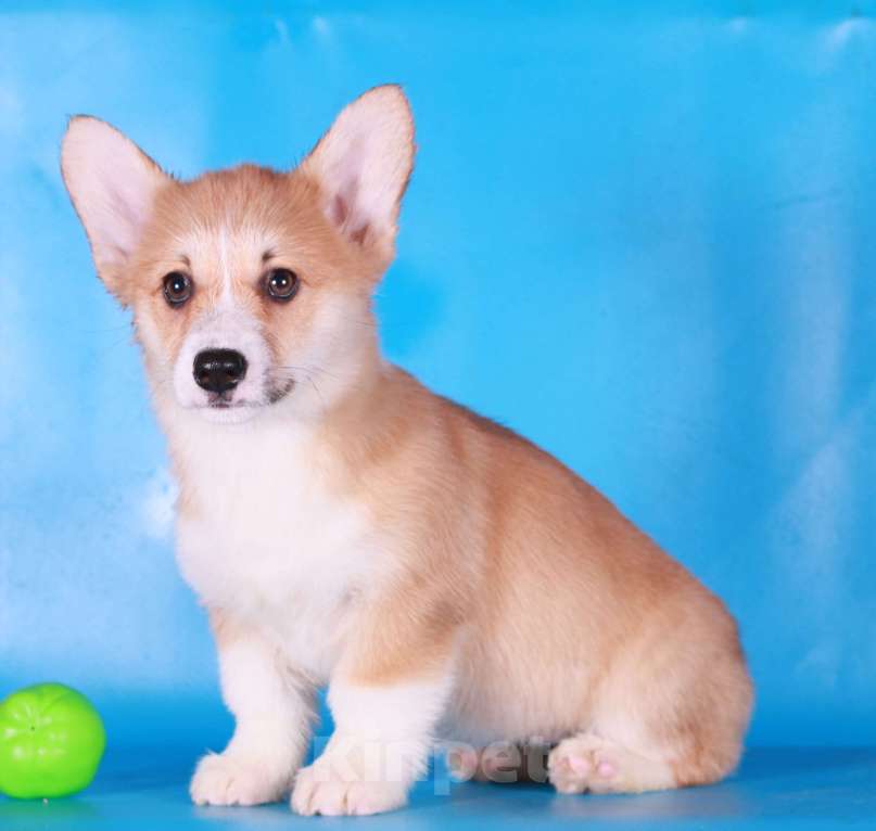 Собаки в Москве: вельш корги пемброк щенки Девочка, 80 000 руб. - фото 2