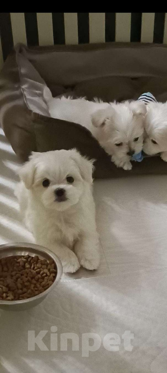 Собаки в Улане-Удэ: Мальтезе малыши Разнополые, Бесплатно - фото 1