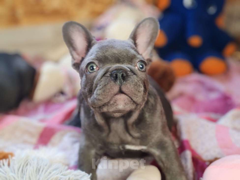 Собаки в Санкт-Петербурге: Шикарный лиловый мальчик Мальчик, 60 000 руб. - фото 2