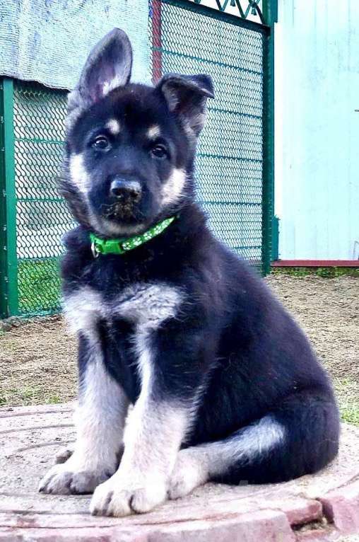 Собаки в других городах Краснодарского края: Щенок Восточноевропейской овчарки Девочка, 60 000 руб. - фото 3