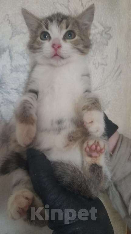 Кошки в Москве: Котенка в добрые ручки  Девочка, Бесплатно - фото 3