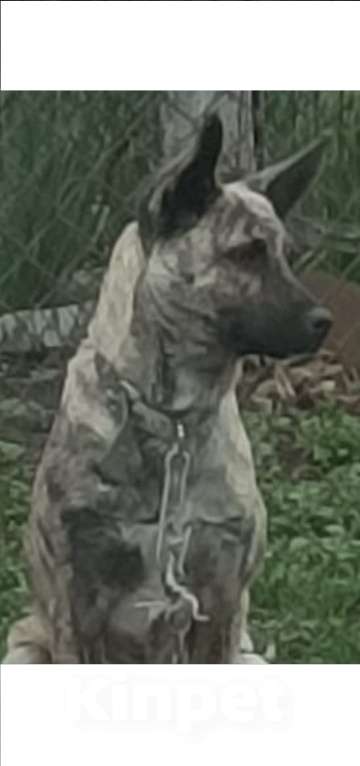 Собаки в других городах Краснодарского края: Собака в добрые руки Девочка, 500 руб. - фото 1