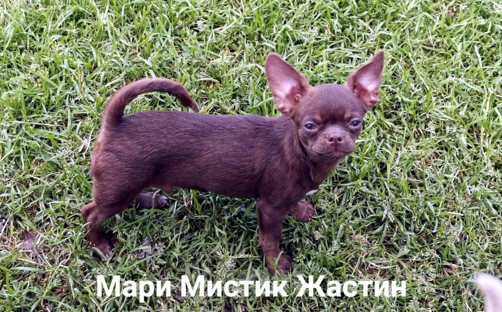 Собаки в Санкт-Петербурге: Весёлый, добрый парень чихуахуа Мальчик, 50 000 руб. - фото 2