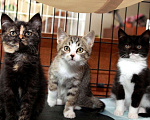 Кошки в Калуге: Детки-конфетки, котята 2,5 мес в добрые руки.  Мальчик, Бесплатно - фото 5
